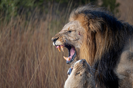 African lion courtship ritual with barred fangs and loud audio