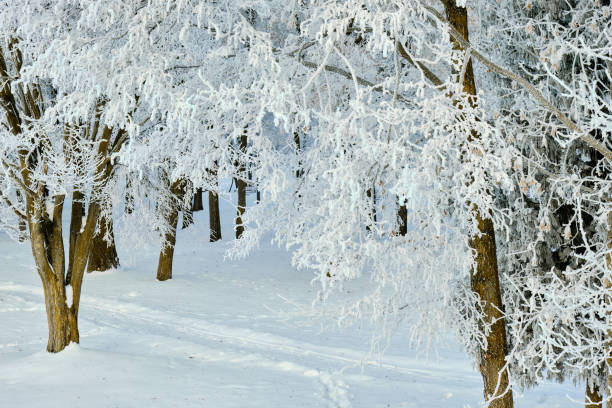 istock winter landscape trees in the snow covered with hoarfrost 1465643194