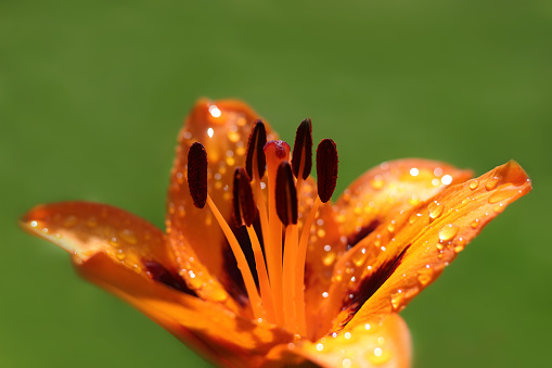 Rhododendron flower macro close up for use as a background or plant identifier.