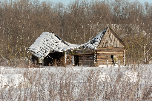 An old ruined log house with a broken snow-covered roof among thickets of bushes and grass in winter