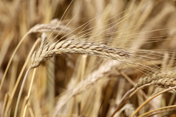 istock Ears of wheat on a field 1465649926