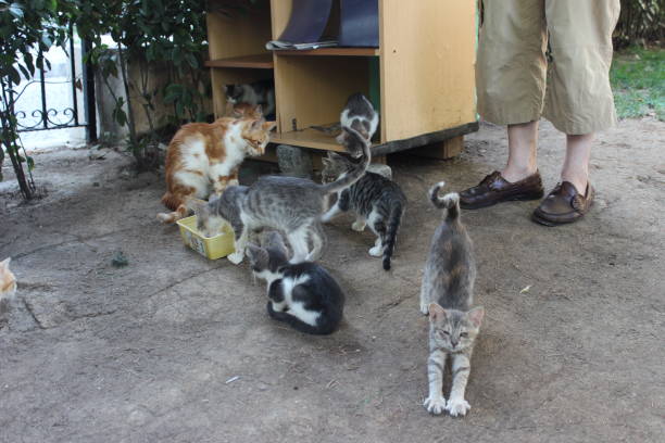 istock bunch of cats 1465650524