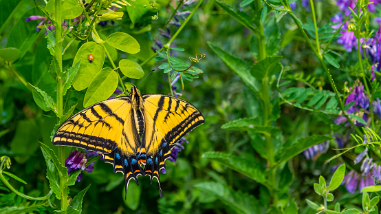 A swallowtail butterly on early spring grasses and a ladybug