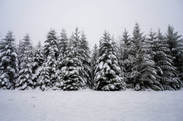 istock Snowy Trees in winter Forest, Black Forest Germany 1465650577