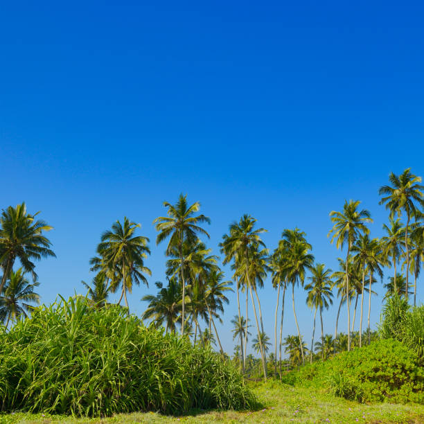 istock Tall coconut palms on coast of ocean. 1465650671