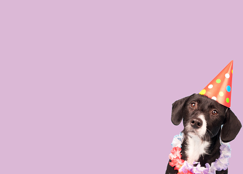 Carnival black dog with hat on purple background - Copy space
