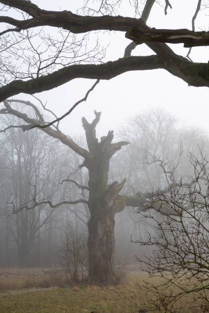 Mystical foggy landscape with old oak trees