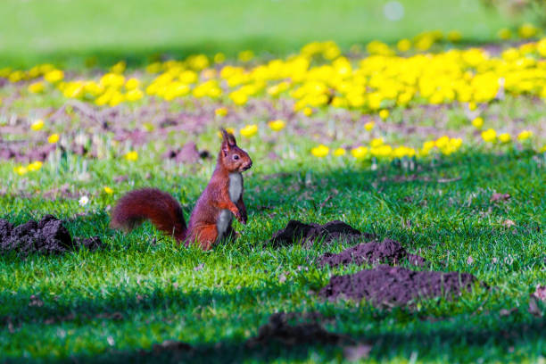 cute young squirrel playing on green meadow at park