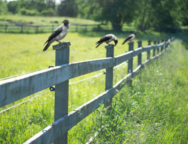 istock Three crows on wooden fence 1465652412