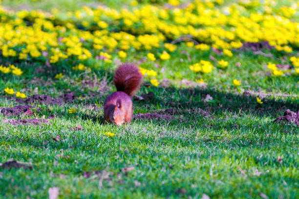 Close-up of a red squirrel eating and feeding in the Campo Grande public park in Valladolid, Castile and León, Spain - November 3, 2025.