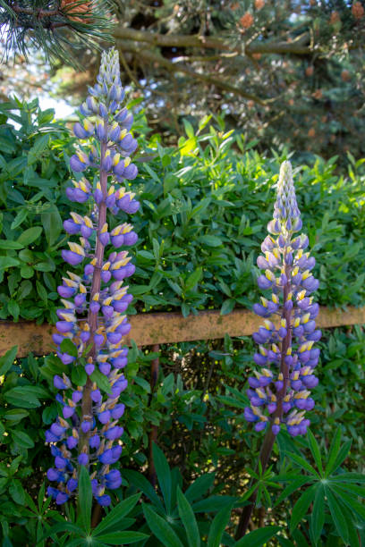 Beautiful Lupine or Bluebonnet (Lupinus polyphyllus) wildflower bloom stock photo