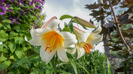 Tree Lily or Lilium Lavon yellow white flower in the garden design.