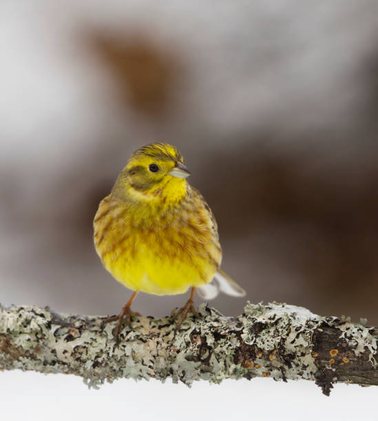 istock Yellowhammer (Emberiza citrinella) sitting on a mossy branch in winter. 1465661733