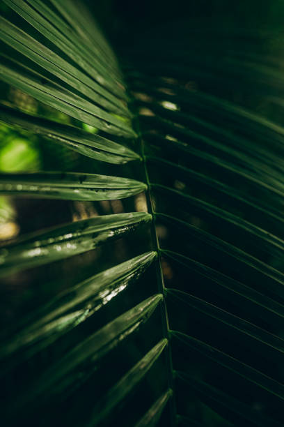 istock Green leaves background. Abstract natural floral background. 1465663593
