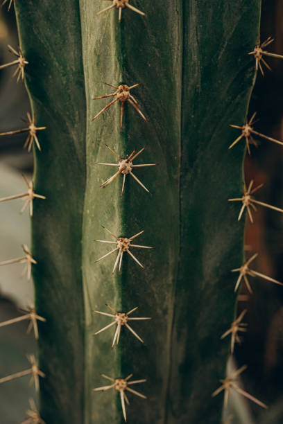Close up of a spiky needled cactus
