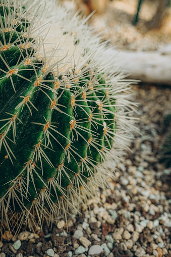 Close up of a spiky needled cactus.