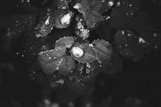 istock My Mother's Flower Garden 1465663937