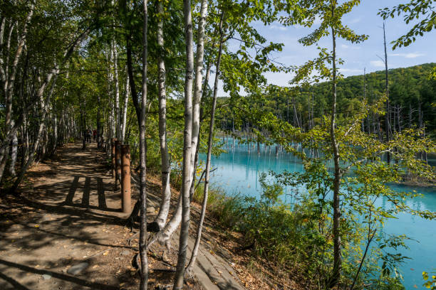 Aoi pond. Biei. In Japan, Hokkaido. shirogane blue pond stock pictures, royalty-free photos & images