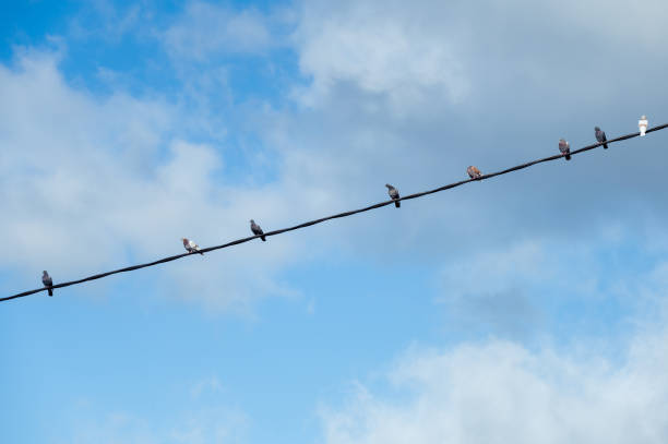 istock Pigeons Sitting in a Row on an electrical Cable in front of a blue sky 1465666223