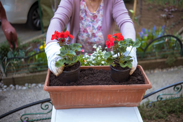 istock Springtime is close, now let's plant in the garden 1465667849