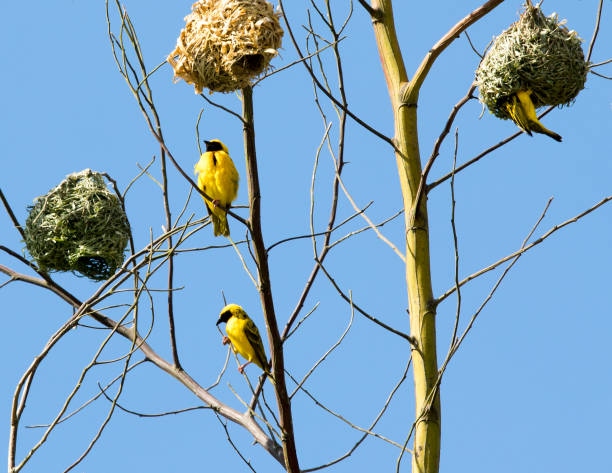 istock Photo ot village weaver birds 1465669206