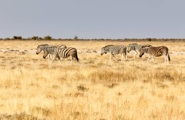 istock A photo of plains zebra 1465669429
