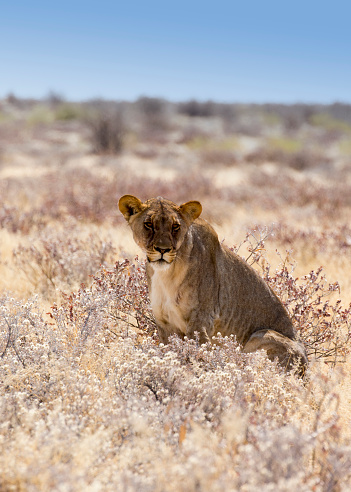 View of a female lion in Namibia