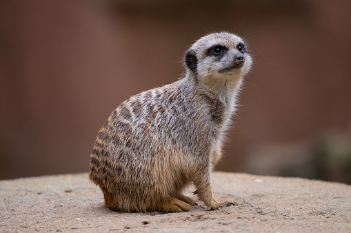 Serious meerkat looking staring