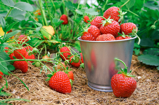 Red ripe juicy strawberries in a metal bucket in a mulched garden. Harvesting organic berries.