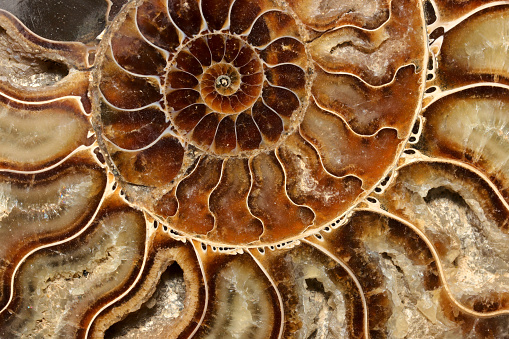 Nautilus shell cut in half, showing inside of shell and chambers in profile. Clipping Path. Nautilus pompilius - Common name of any marine creatures in the cephalopod family Nautilidae, the sole family of the suborder Nautilina.