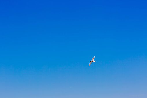 flying seagull in blue sky