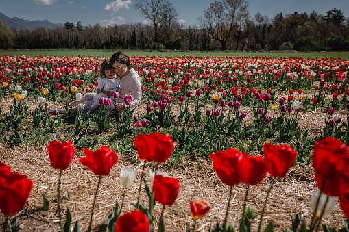 mother sitting with little daughter amidst big colorful tulip field