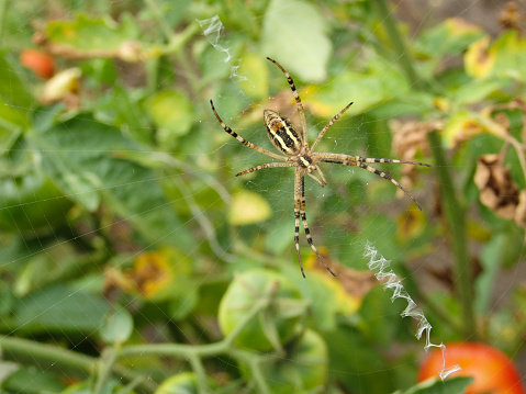 Agriope bruennichi. Yellow Garden Spider. Yellow-black spider in her spiderweb. Tiger spider on the plant