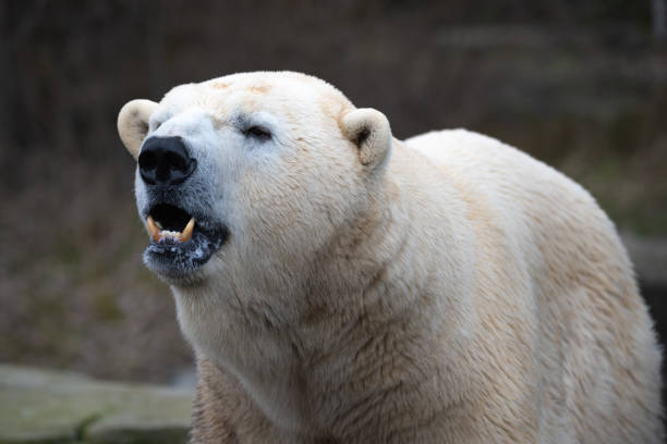 istock Face of polar bear 1465675711