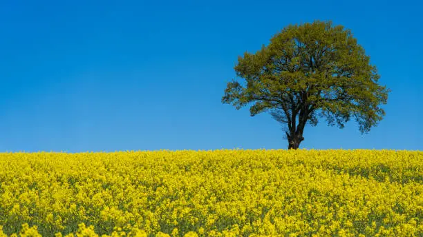 Single tree in a rapeseed field on the Swedish countryside in Scania, Sweden. Selective focus.