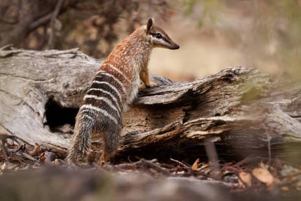 Numbat - Myrmecobius fasciatus also noombat or walpurti, insectivorous diurnal marsupial, diet consists almost exclusively of termites. Small cute animal termit hunter in the australian forest stock photo