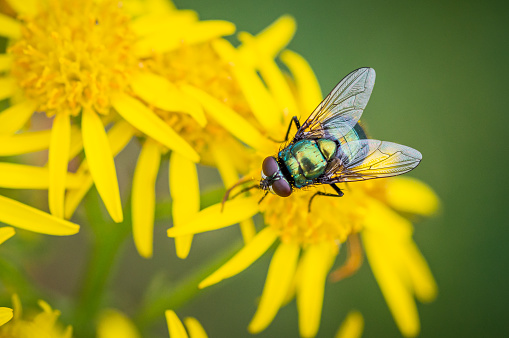 The bright green fly is contrasted against the yellow of the ragwort flowers