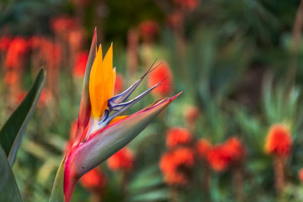 The flowering part of a Bird of Paradise plant.