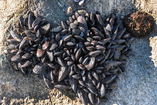 Closeup shot of raw mussels in shells in plastic buckets on fish market at sea port.