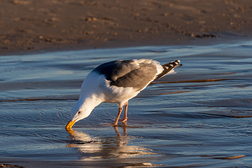 A single Western Seagull has its beak in a stream of fresh water taking a late afternoon drink.