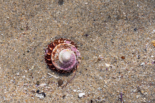 A live Wavy Turban snail found in a tidal pool along the California coast near Laguna Beach.