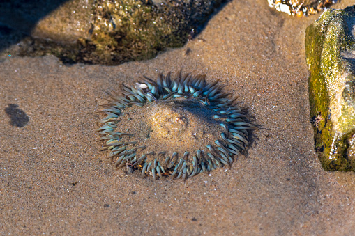 A sunburst sea anemone in a tidal pool on the coast of Newport Beach, California during the winter.