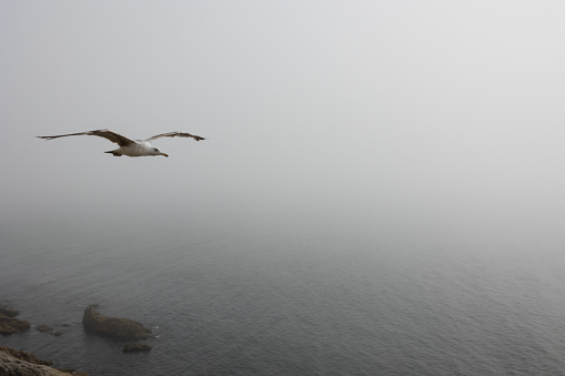 One bird spreading its wings flies over the rocks near the ocean in a strong fog. The wings of the bird are wet, atmospheric weather, haze.