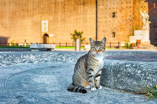 Cat in Castello Sforzesco in Milan, Lombardy, Italy.