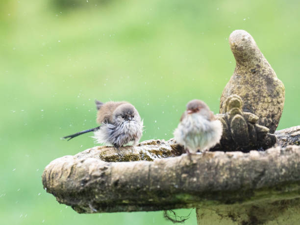 istock Close up of birds on bird bath 1465685254