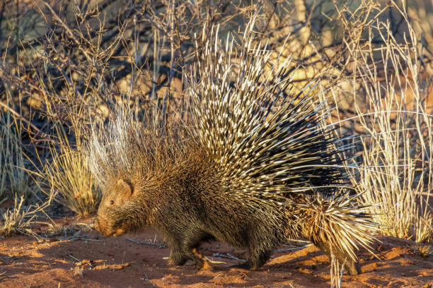 istock African crested porcupine (Hystrix cristata) 1465691426