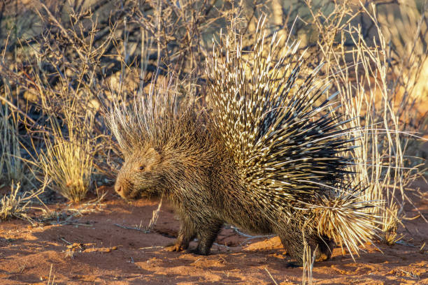 istock African crested porcupine (Hystrix cristata) 1465691427