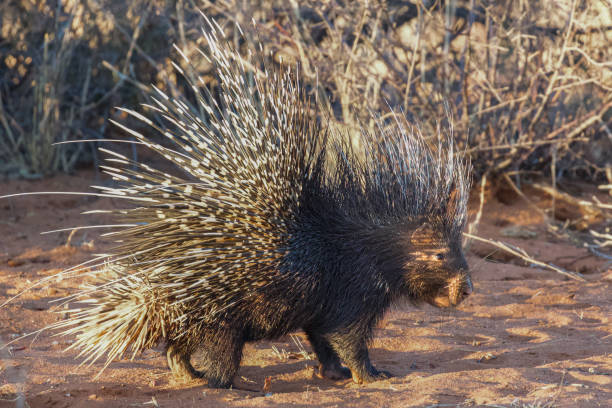 African crested porcupine (Hystrix cristata)