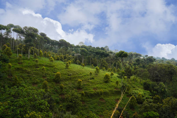 istock Green meadow with trees on small hills and blue sky with clouds 1465696685