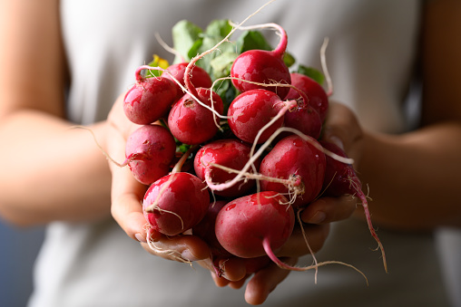 Organic red radish holding by woman hand, Vegetables from local farmers market in spring season, Sustainability concept